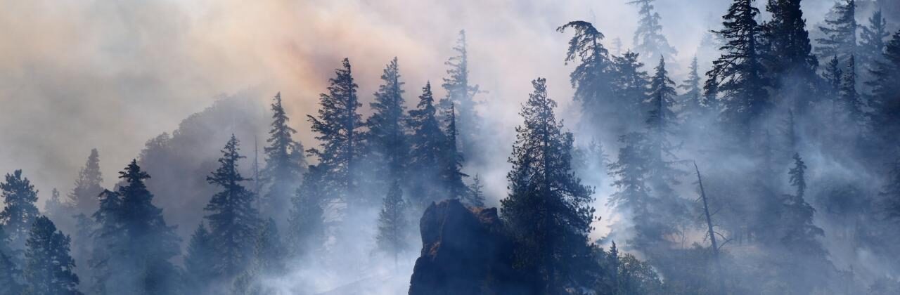 Ein Wald voller Rauch, der unter Brand steht.