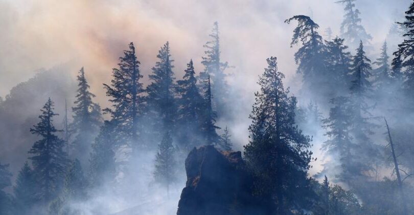 Ein Wald voller Rauch, der unter Brand steht.