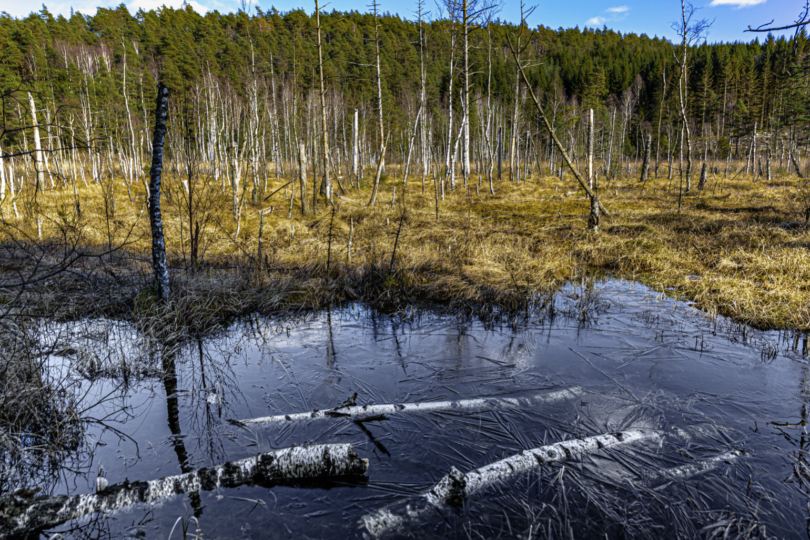 Hochmoor.