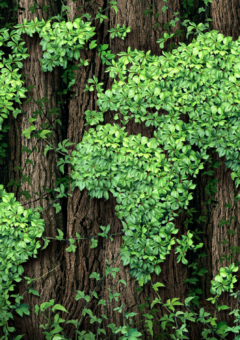 Grüne Kletterpflanzen in Form der Weltkarte auf einem Baum.