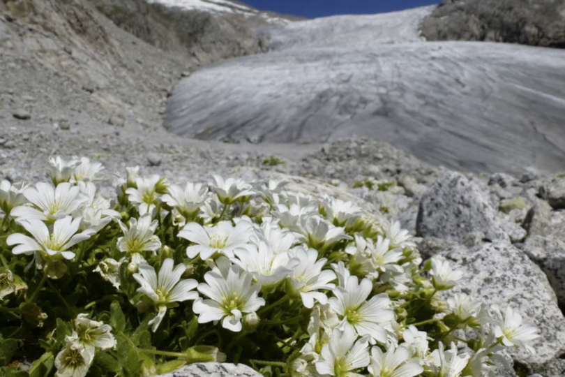 Gletscher mit weißen Blumen im Vordergrund