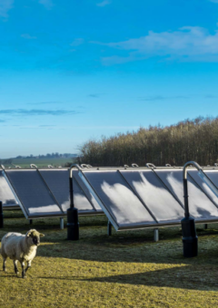 Schaf vor einer PV-Anlage.