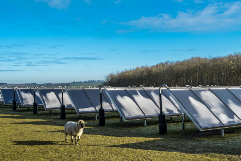 Schaf vor einer PV-Anlage.