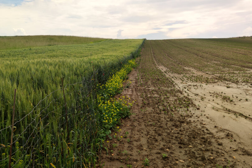 Auf dem Bild sieht man ein Feld, welches Spuren der Erosion zeigt.