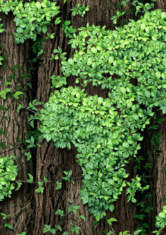 Dieses Bild zeigt eine Weltkarte, die aus grünen Blättern auf einem Hintergrund von Baumrinde geformt ist. Es symbolisiert die Verbindung zwischen Natur und globaler Umwelt.