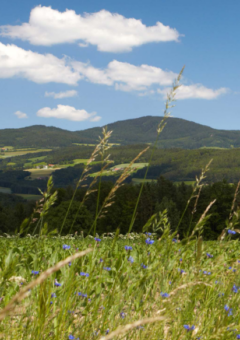 Das Bild zeigt eine idyllische Sommerlandschaft. Im Vordergrund sieht man eine Wiese mit Wildblumen, hauptsächlich blaue Kornblumen. Dahinter erstreckt sich ein Feld, vermutlich mit Getreide, und im Hintergrund erheben sich bewaldete Hügel unter einem blauen Himmel mit weißen Wolken.