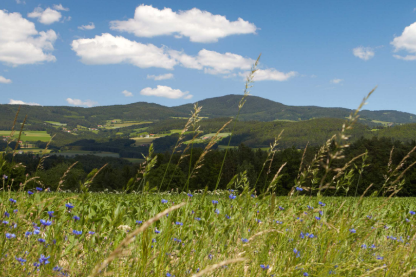 Das Bild zeigt eine idyllische Sommerlandschaft. Im Vordergrund sieht man eine Wiese mit Wildblumen, hauptsächlich blaue Kornblumen. Dahinter erstreckt sich ein Feld, vermutlich mit Getreide, und im Hintergrund erheben sich bewaldete Hügel unter einem blauen Himmel mit weißen Wolken.